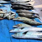 Catania | Mai stato al Mercato del Pesce?