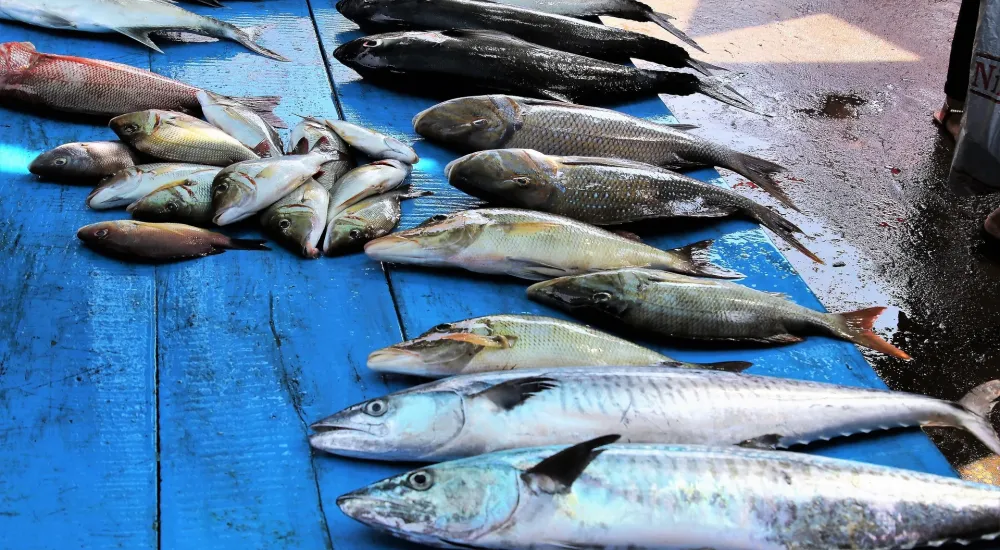 Catania | Never been at the Fish Market?