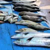 Catania | Mai stato al Mercato del Pesce?