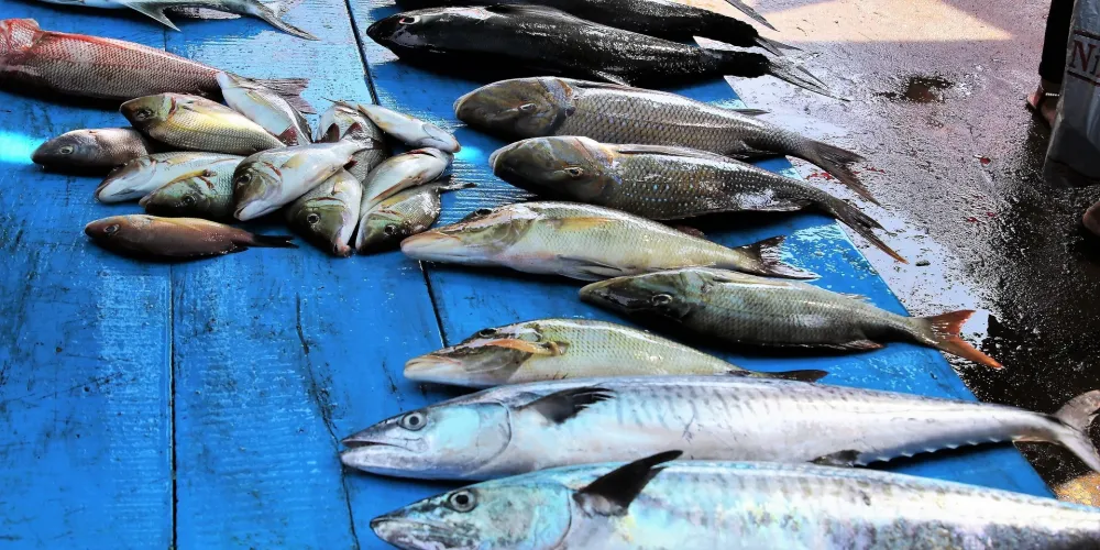 Catania | Mai stato al Mercato del Pesce?